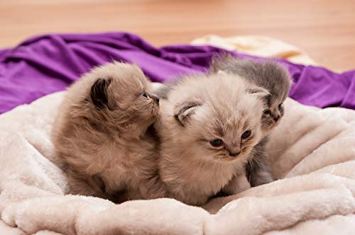 20x30 Inch Laminated Cat Poster - Vibrant Colors & Cute Kittens Wall Art for Home Decor, Nursery, Pet Lover Gifts - Perfect for Living Room, Bedroom or Office Framing