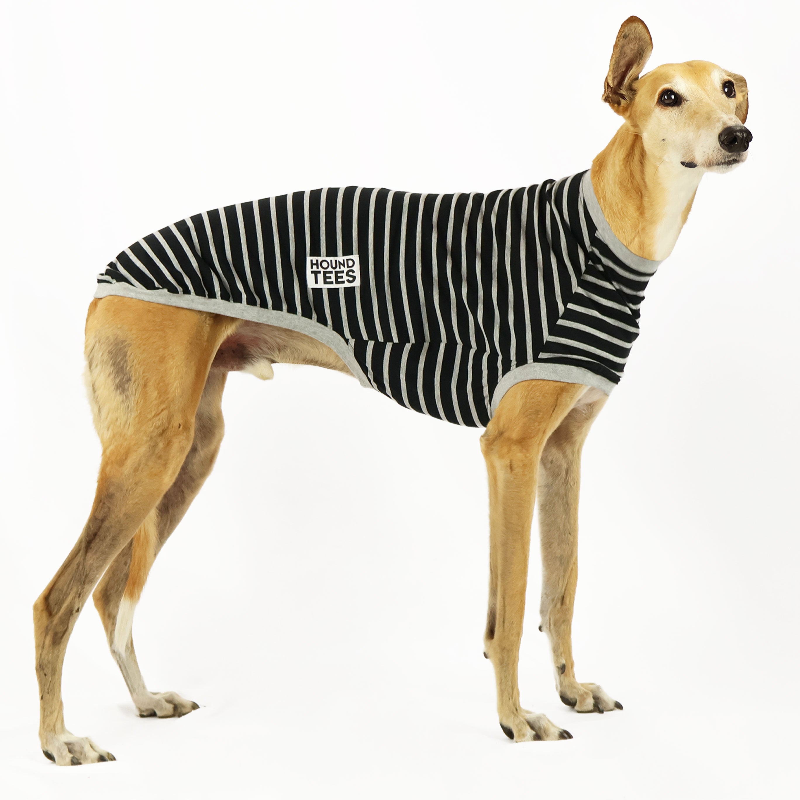 Rebel Greyhound Sleeveless Hound Tee - Soft Breathable Cotton Dog Lover Shirt for Men & Women - Perfect for Casual Wear, Dog Walks, and Pet Owner Gifts