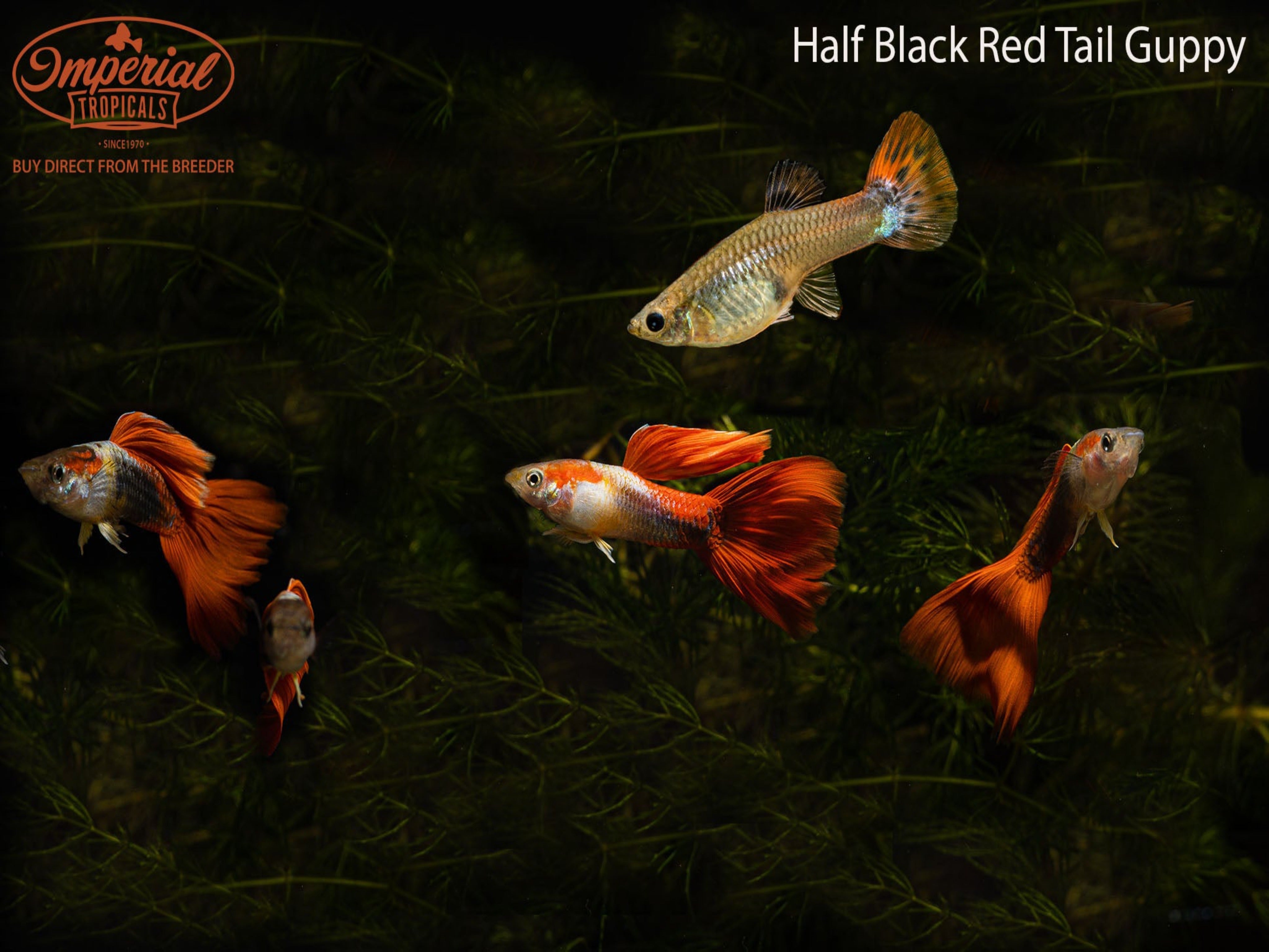 Half Black Redtail Guppy Fish - Live Aquarium Fish for Freshwater Tanks | Perfect for Home Aquariums & Fish Breeding