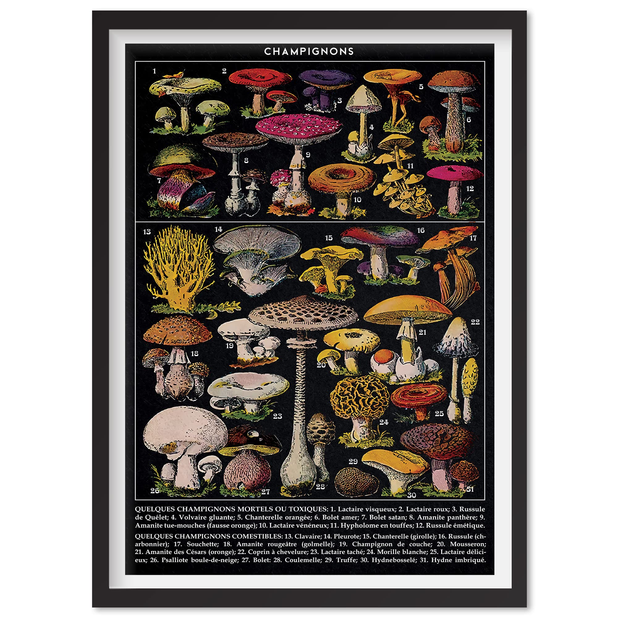Black Mushroom Canvas Wall Art - Aesthetic Mushroom Decor for Kitchen, Living Room & Bedroom | Unique Fungi Wall Hanging for Boho Home Decor & Gift Ideas
