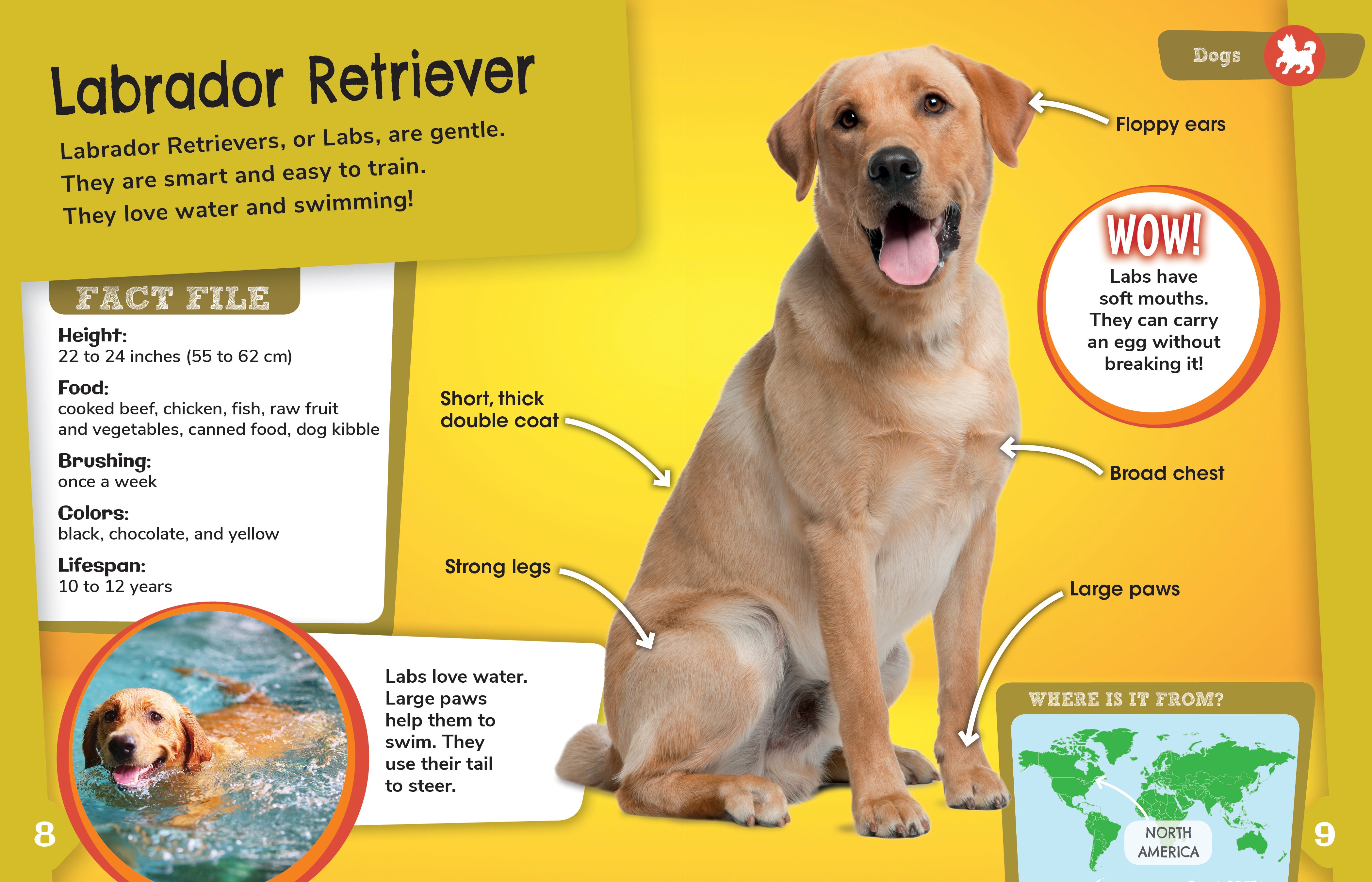 Dog Detective Toys for Pets - Fun Interactive Puzzle Games for Dogs to Stimulate Intelligence | Perfect for Training, Playtime & Mental Enrichment