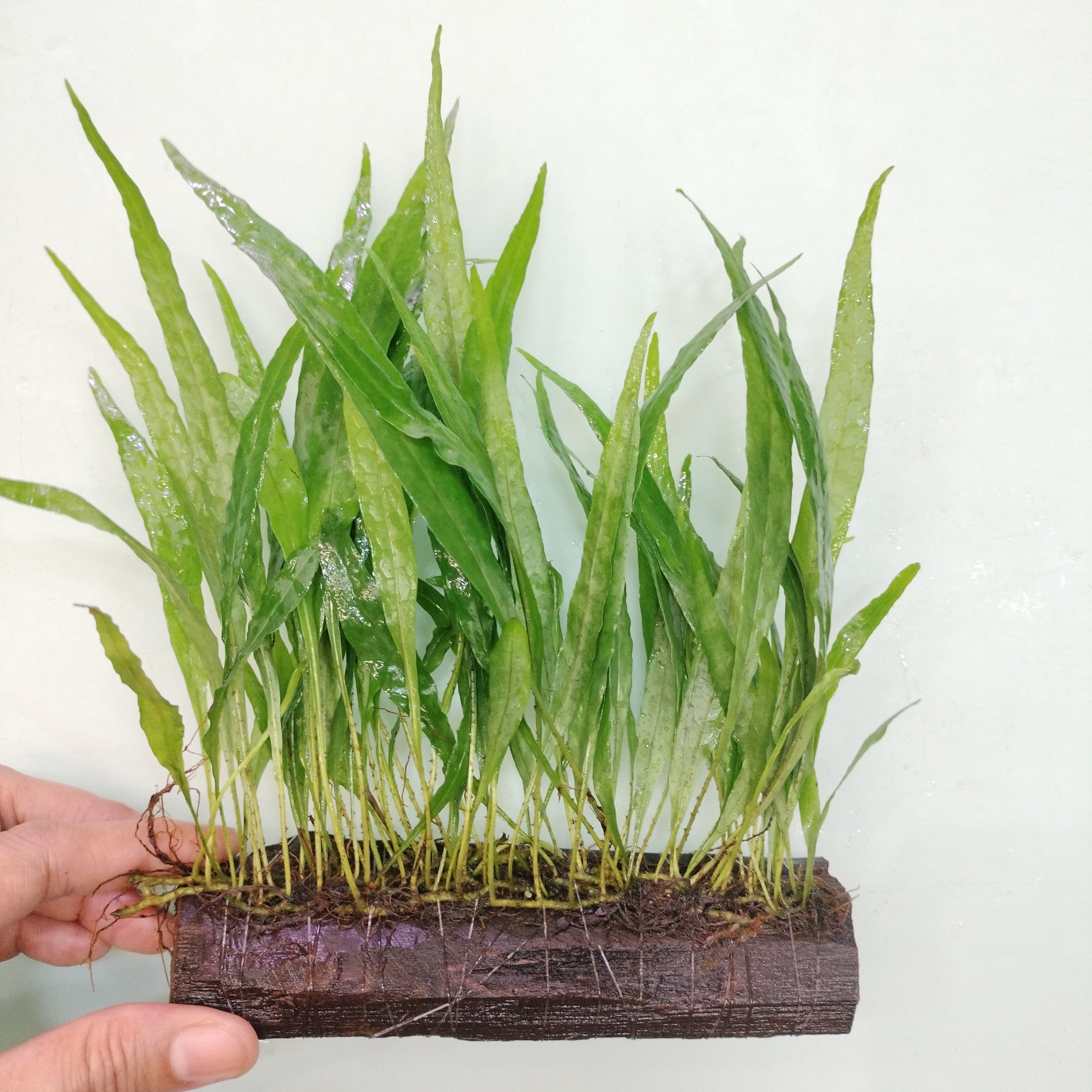 TCulture Java Fern Narrow Leaf Live Aquarium Plant (15cm) - Perfect for Freshwater Fish Tanks, Aquascaping & Low-Light Aquariums