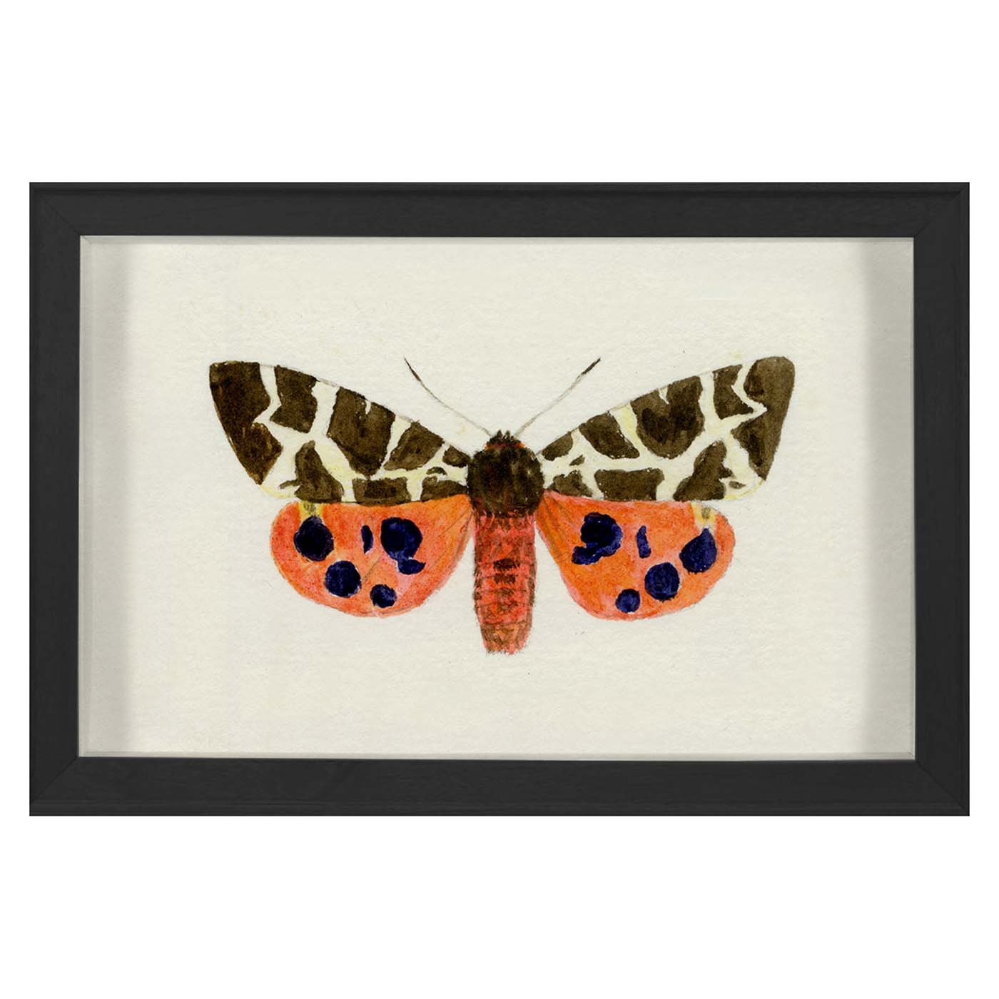 Hubbard Butterfly Small 1420 - Premium Quality Decorative Butterfly for Home Decor, Wedding Centerpieces, and Craft Projects