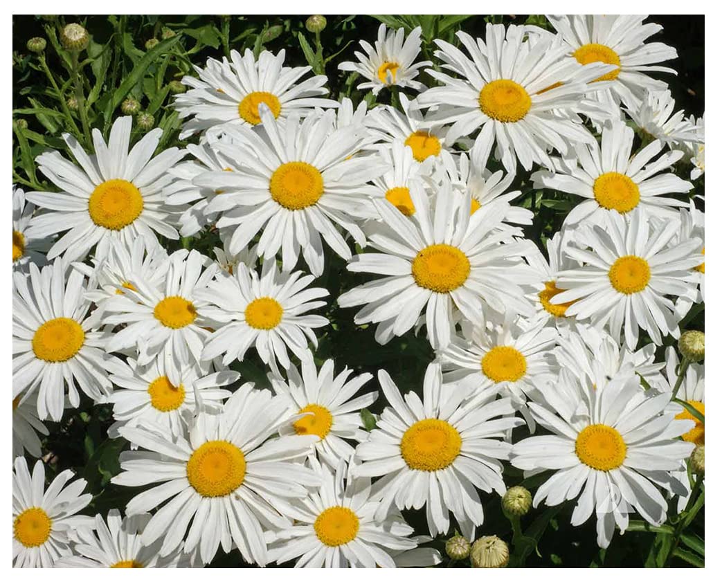 Alaska Shasta Daisy Seeds - Perennial Full Sun Daisy Chrysanthemum Flowers - 5,800+ Seeds for Planting - Grows 30