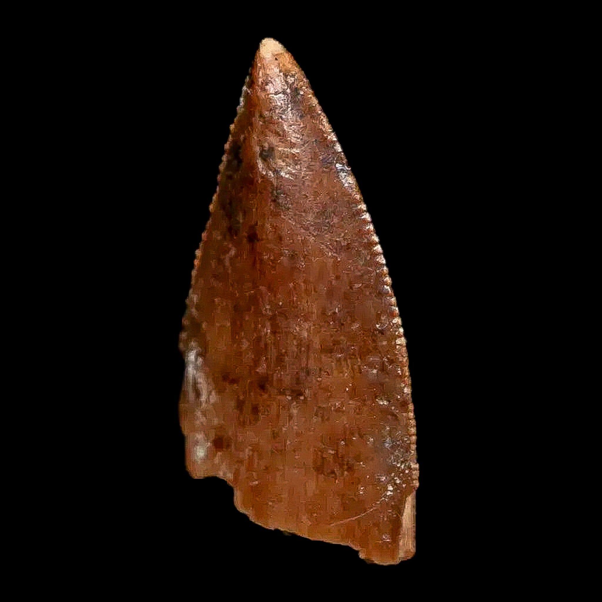 Authentic Majungasaurus Serrated Dinosaur Tooth Fossil - 0.9