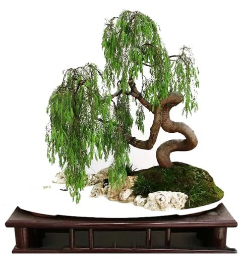 Money Tree Bonsai Plant - Fast Growing Indoor Bonsai with Thick Trunk, Lucky Feng Shui Plant for Home & Office Decor - Perfect for Desk Decor, Housewarming Gift and Zen Garden