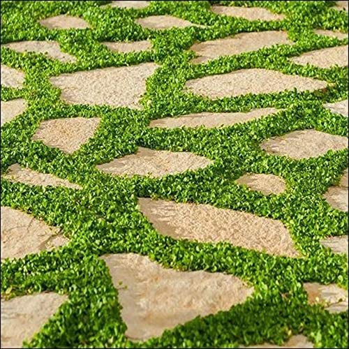 Dichondra Seeds for Planting - 200+ Carpet Vine Seeds to Grow Lush Ground Cover - Perfect for Lawns, Gardens & Landscaping