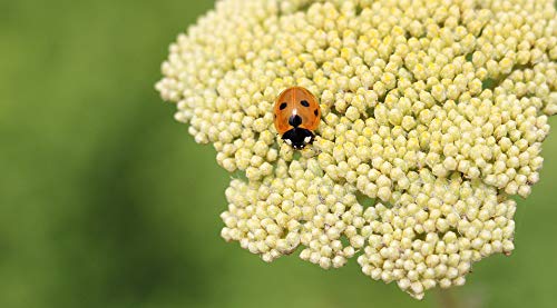20x30 Inch Laminated Ladybug & Flower Botanical Poster - Vibrant Nature Wall Art with Fernleaf Design - Perfect for Home Decor, Office, Classroom & Nursery Wall Frames