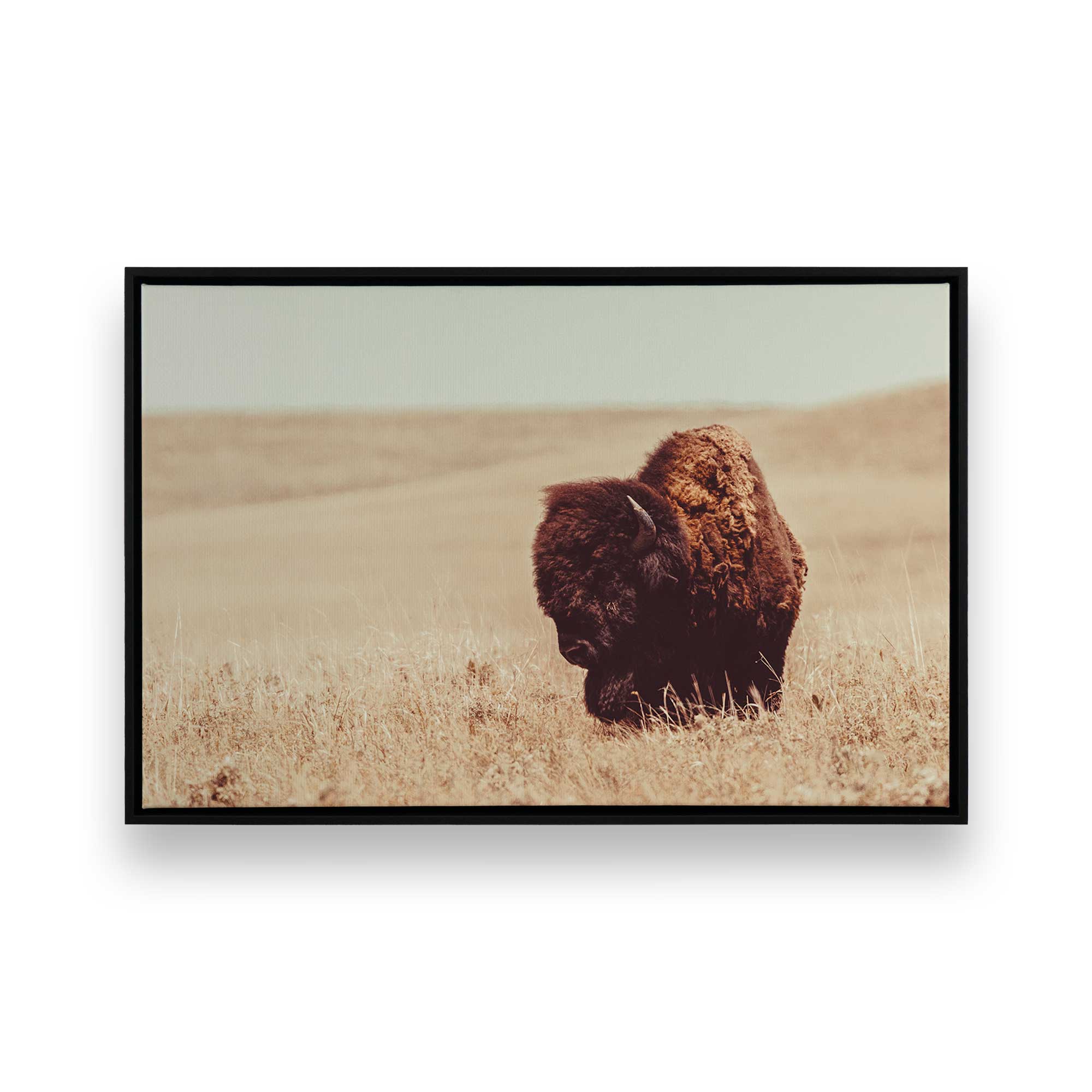 Grazing Bison Serenity Canvas Wall Art Print - Nature Wildlife Decor for Living Room, Bedroom & Office