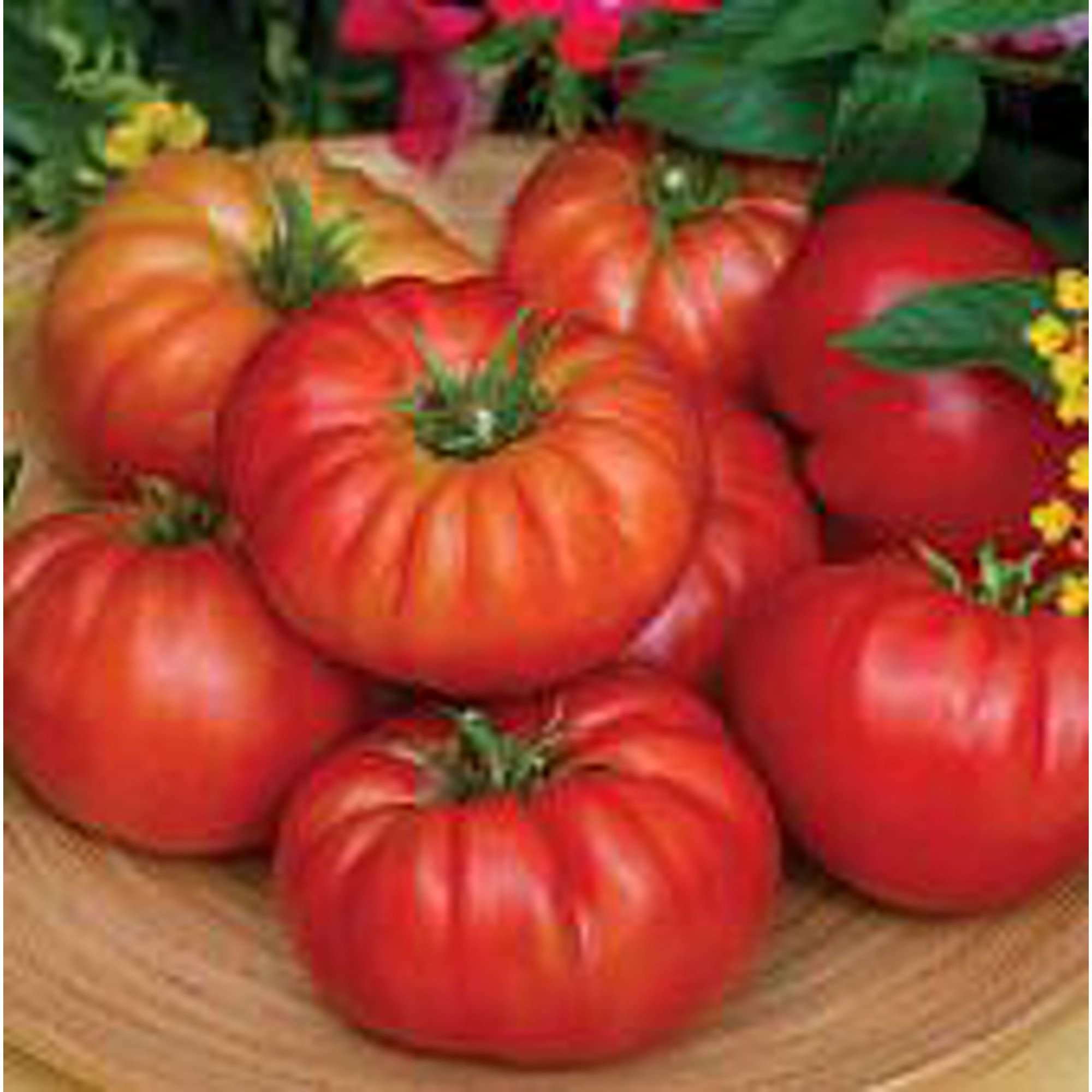 Organic Madame Marmande Tomato Seeds (20+ Seeds) - Non-GMO Heirloom Variety for Home Gardening, Greenhouses & Container Planting - Perfect for Fresh Salads, Sauces & Canning