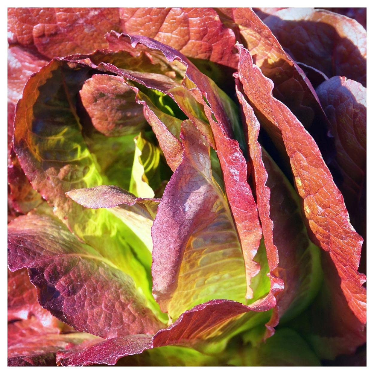 Organic Rouge de Hiver Romaine Lettuce Seeds 1 Lb - Non-GMO, Heirloom, Open Pollinated - Perfect for Home Gardening, Hydroponics & Fresh Salads - Gold Vault Packet by Everwilde Farms