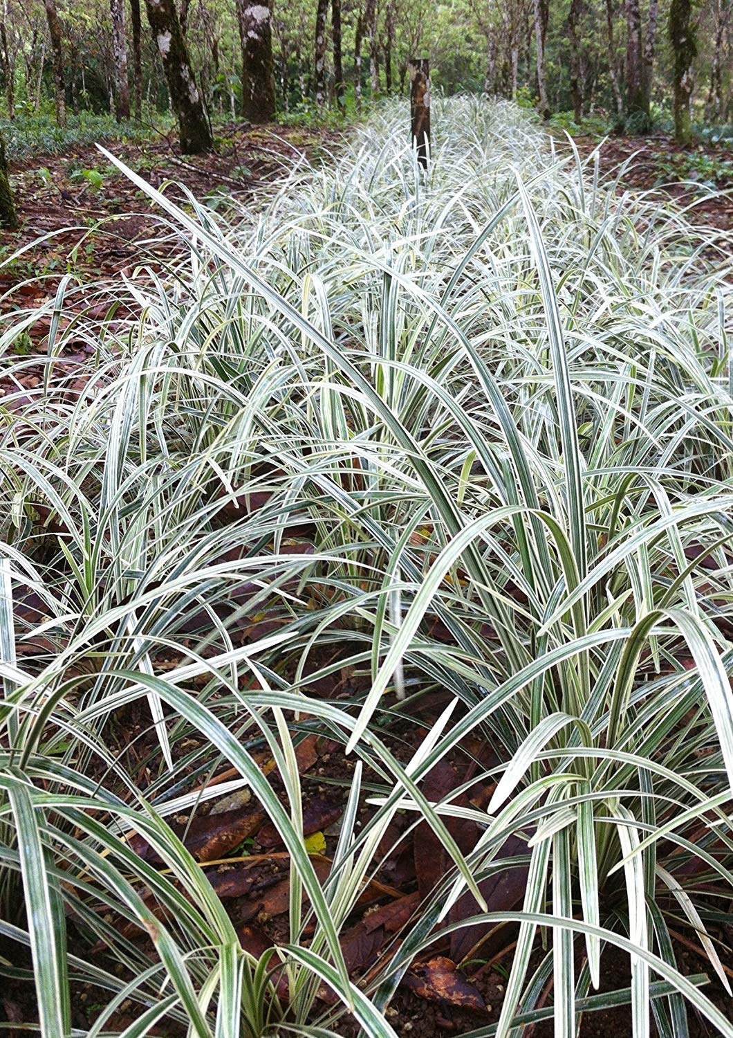Variegated Liriope (Ophiopogon Intermedius Argenteomarginatus) - 3 Live Aztec Grass Plants for Landscaping & Ground Cover | Perfect for Borders, Rock Gardens & Shaded Areas