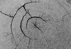 Inner of a Tree