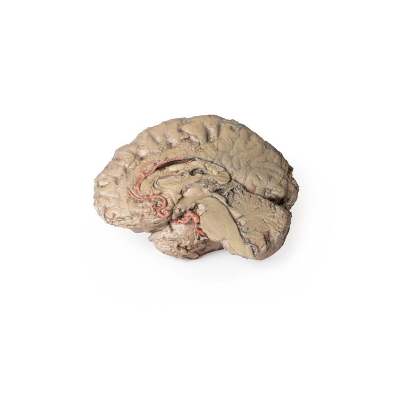 3D Printed Brain Hemisection Model - Anatomical Human Brain Study Tool for Neuroscience Education & Medical Training