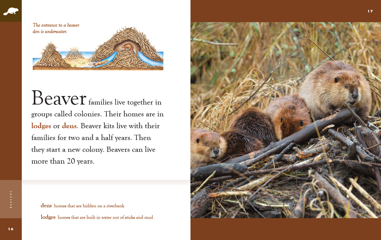 Beavers: 9781640265387 - Nature Books for Kids, Wildlife Education & Animal Lovers - Perfect for Classroom Learning & Home Reading