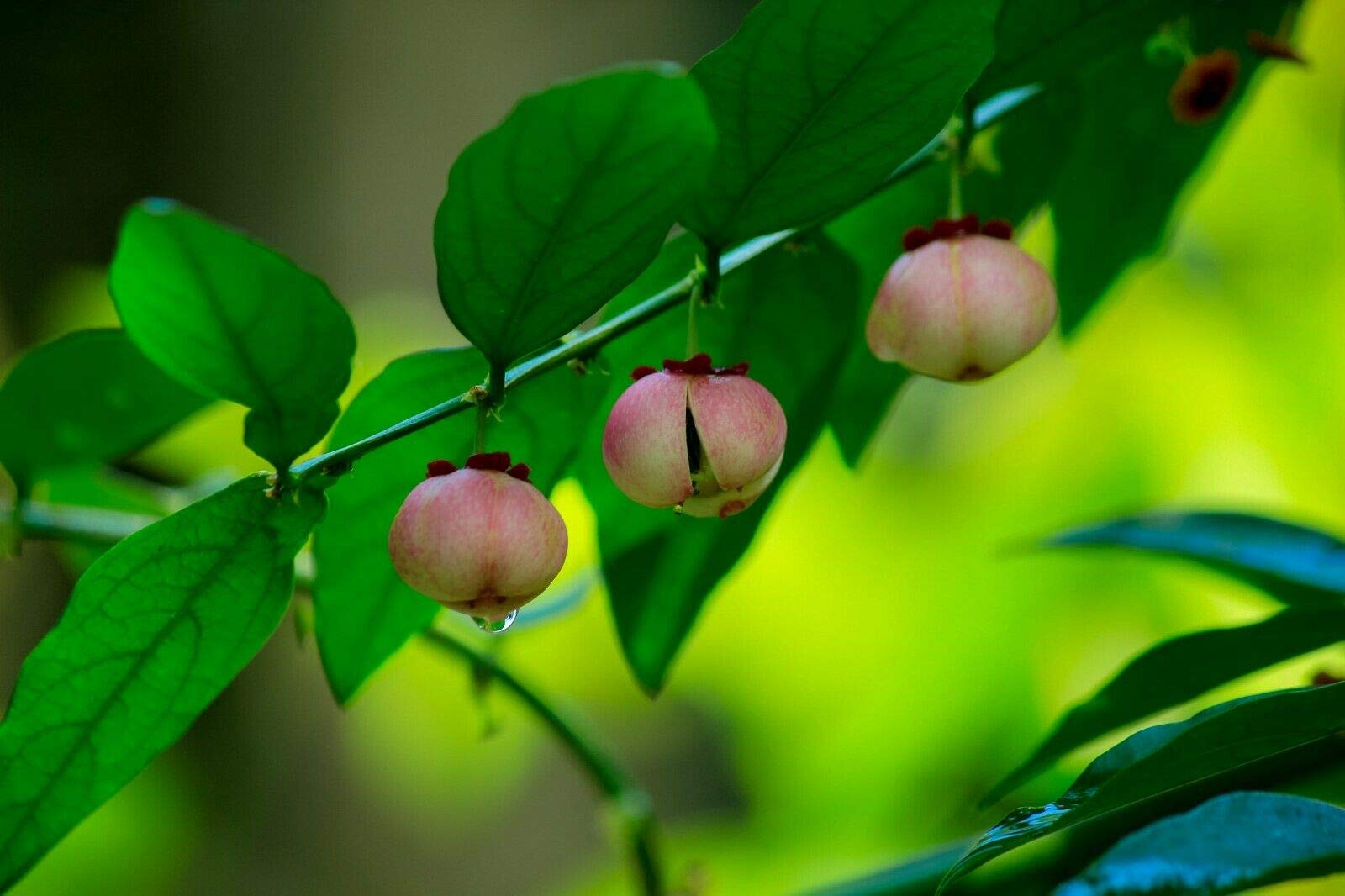 **Katuk Plant (Sauropus Androgynus) - 5 Tropical Seeds for Trays or Pots - Perfect for Indoor Gardening & Edible Landscaping**