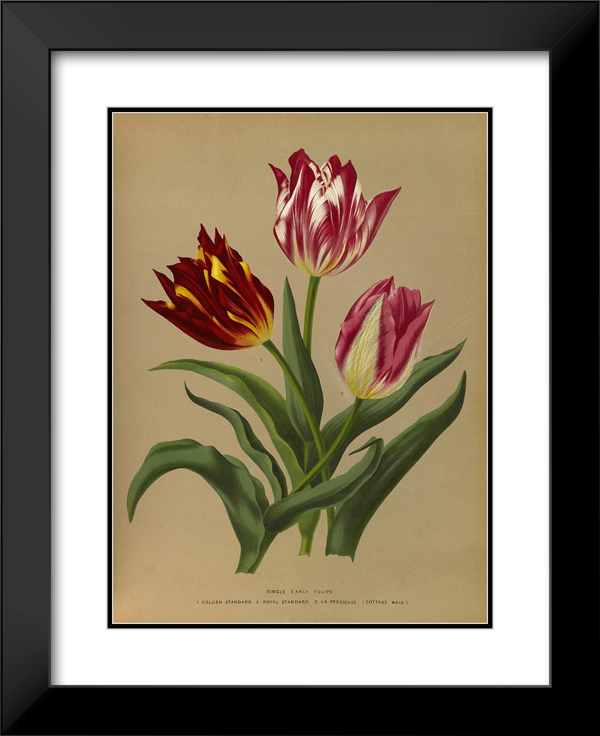 ArtDirect Arentine H. Arendsen 14x18 Inch Black Modern Picture Frame with Double Matted Museum Quality Art Print - Single Early Tulips 3 (1872-1881) Floral Wall Decor for Living Room, Bedroom & Office
