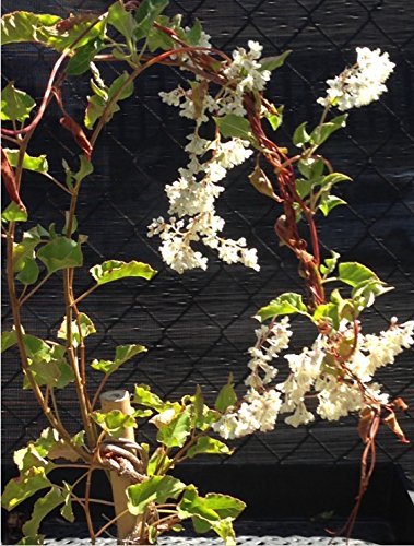Easy to Grow 'Silver Lace' Live Vine Plants (2 Pack) - Rooted in Grower's Pots with Fragrant White Summer Flowers | Perfect for Trellises, Fences & Garden Decor
