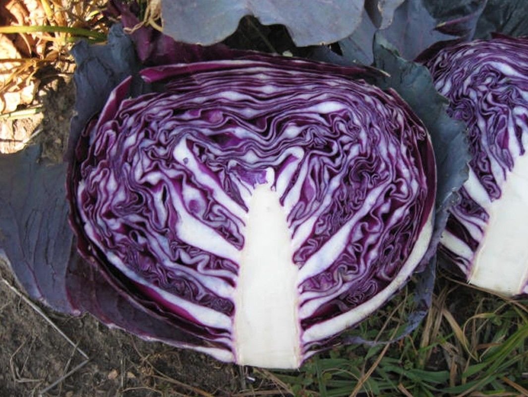 Premium Red Jewel F1 Hybrid Cabbage Seeds - Non-GMO, High Yield Vegetable Seeds for Home Garden (200 Seeds) - Perfect for Salads, Stir-Fries & Fermented Dishes