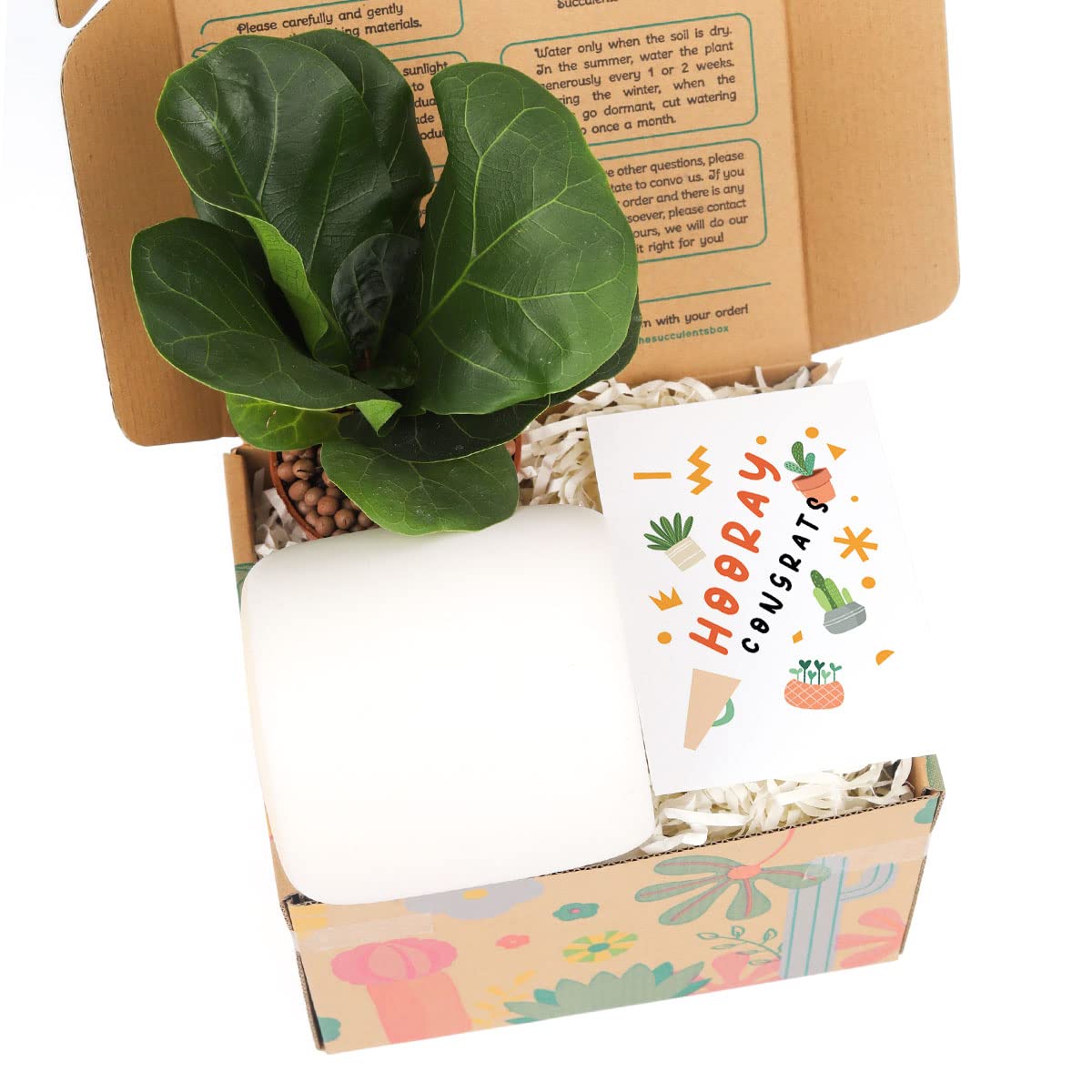 Healing Houseplant Gift Box Set with May Time Heal Your Sorrow Card - Perfect Plant Lover Gift for Sympathy, Get Well, or Home Decor