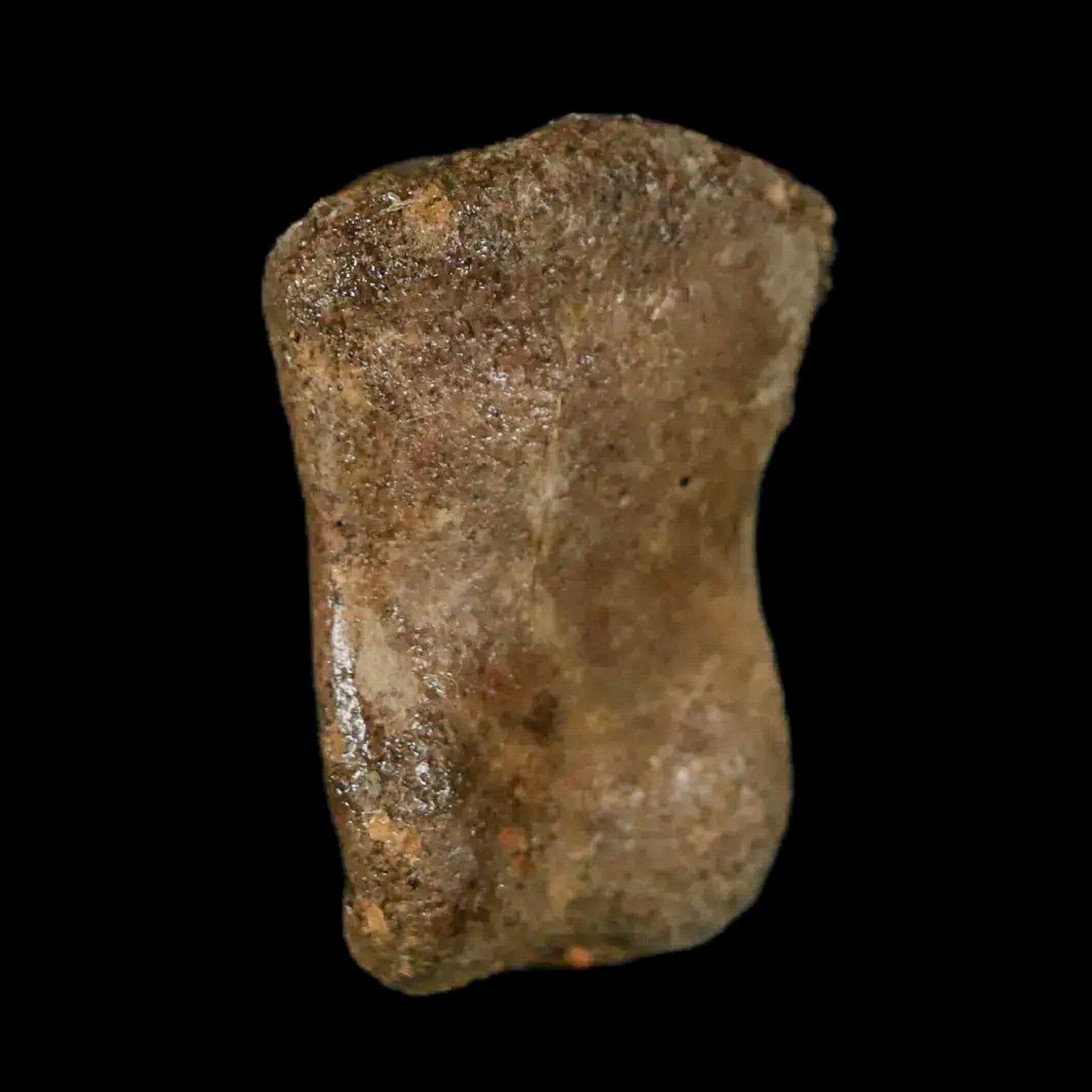 Authentic Thescelosaurus Dinosaur Fossil Toe Bone - Cretaceous Period - Lance Creek Formation, Wyoming - Includes COA - Perfect for Paleontology Enthusiasts & Fossil Collectors