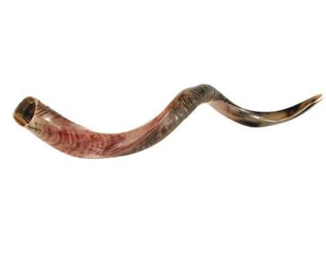 Authentic Yemenite Shofar Horn - 32 to 35 Inches Medium Size | Holy Land Gifts for Jewish Holidays, Religious Ceremonies & Spiritual Awakening