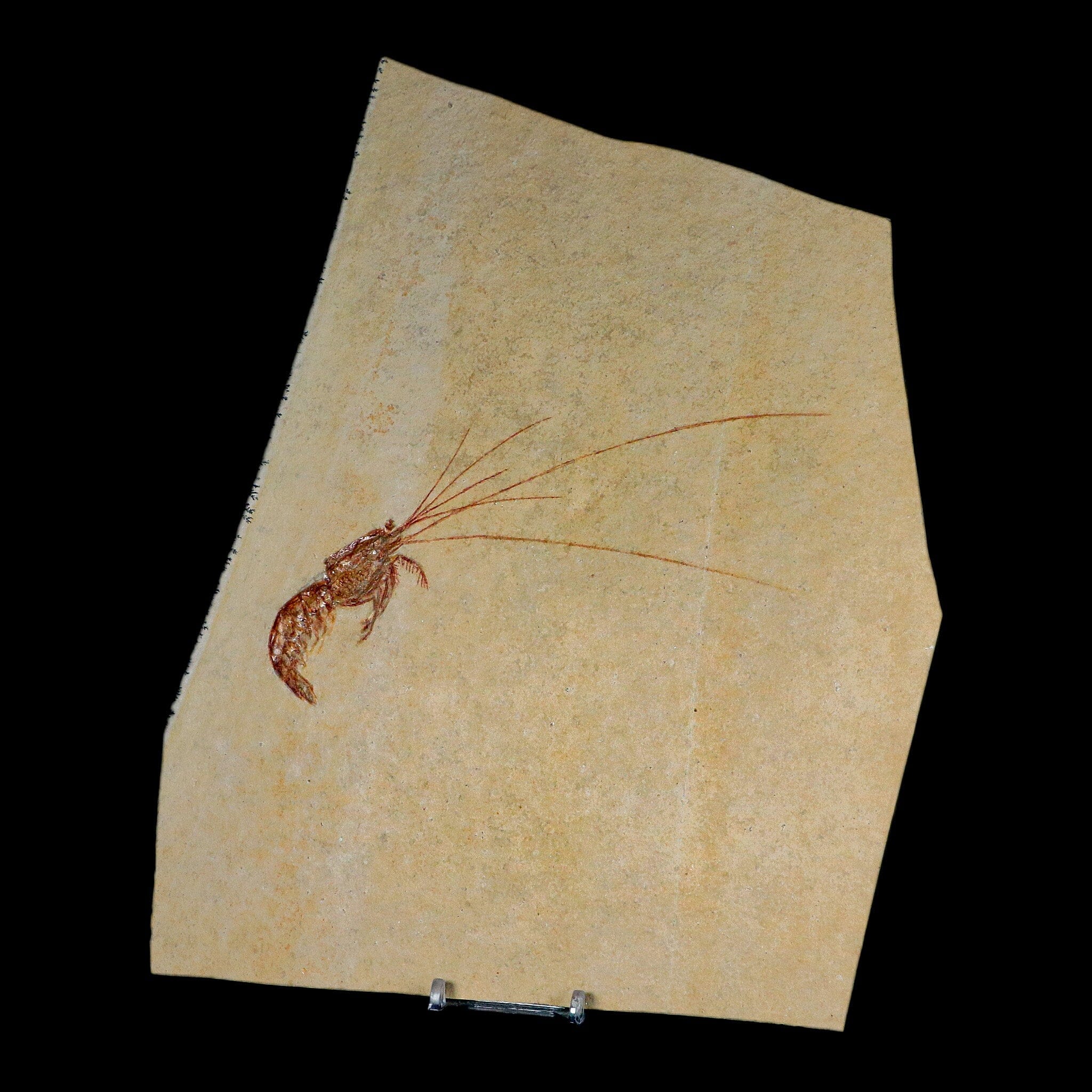7 Acanthochirana Fossil Shrimp - Upper Jurassic Age Solnhofen Formation Germany - Certificate of Authenticity Included - Perfect for Paleontology Collections, Fossil Displays & Educational Use