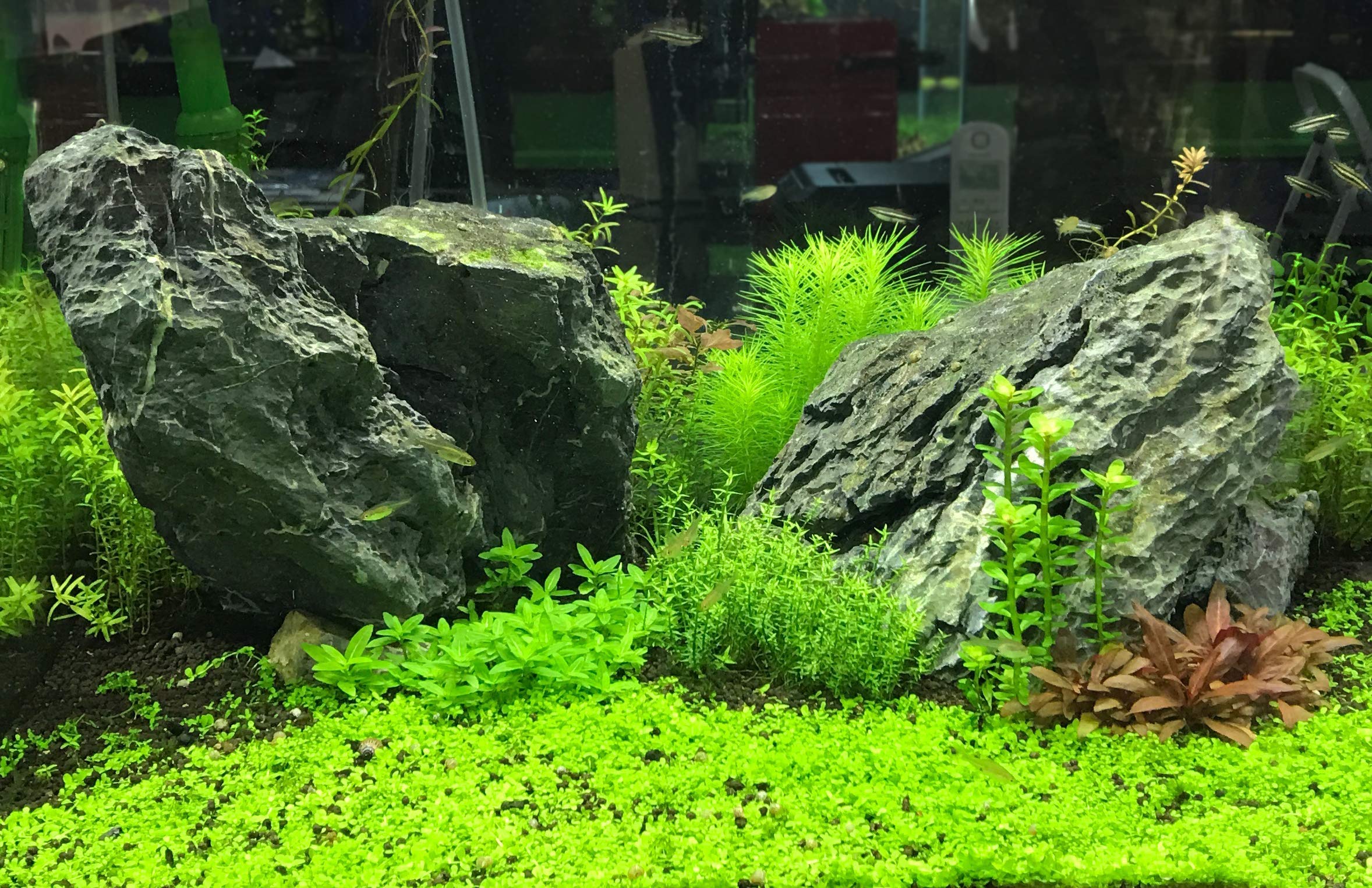 Seachem Flourish Tabs Aquatic Plant Fertilizer - 10 Count Plant Growth Supplement for Freshwater Aquariums | Promotes Root Development & Lush Greenery in Fish Tanks, Planted Aquariums & Aquatic Gardens