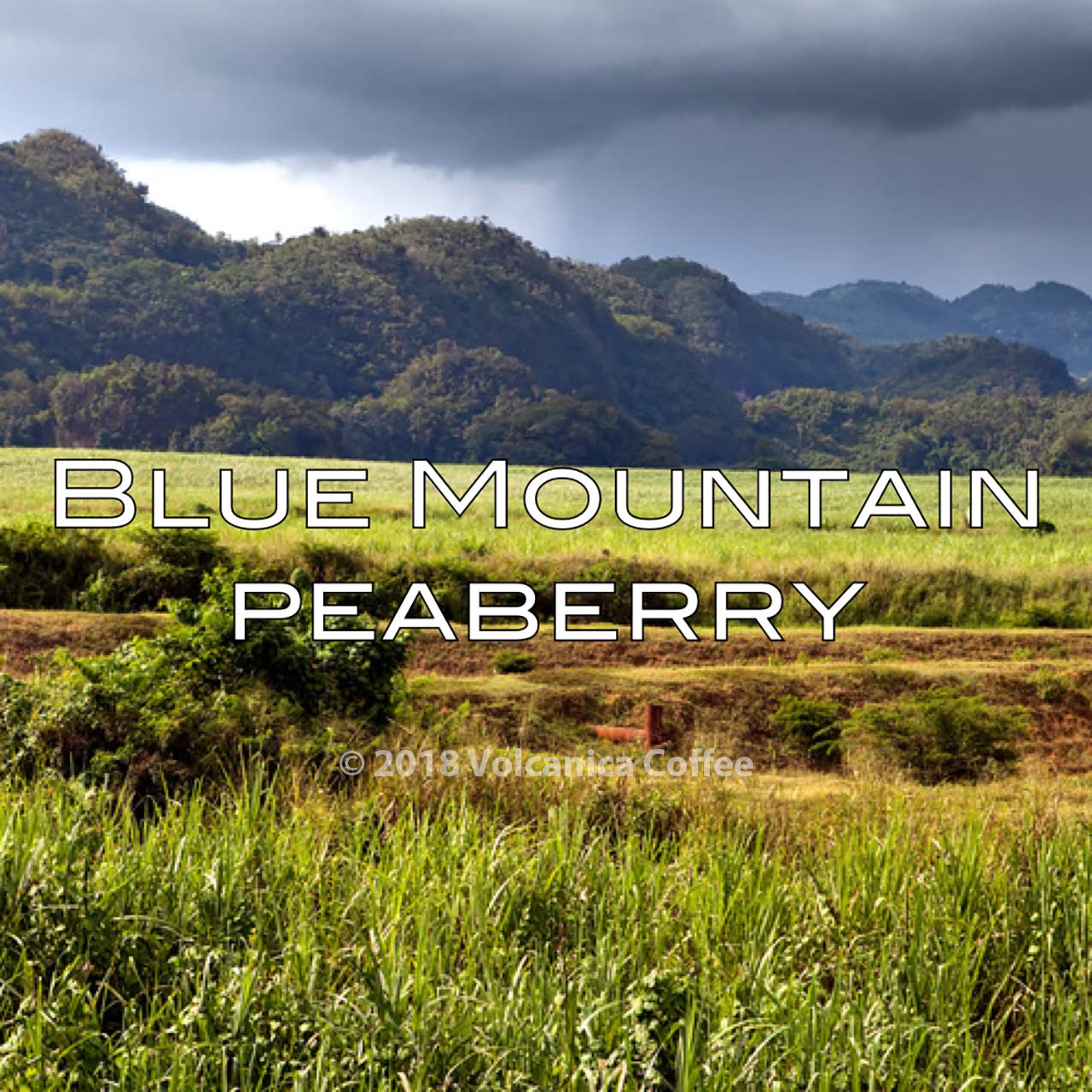 Jamaica Blue Mountain Peaberry Coffee - 100% Pure, Medium Roast, Freshly Ground, 16oz Bag | Premium Gourmet Coffee for Home Brewing & Office Use