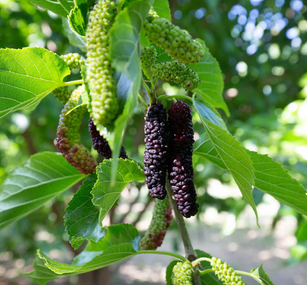 Organic Frozen Mulberries - Superfood Snack for Smoothies, Yogurt & Baking | USDA Certified, Non-GMO, Gluten-Free