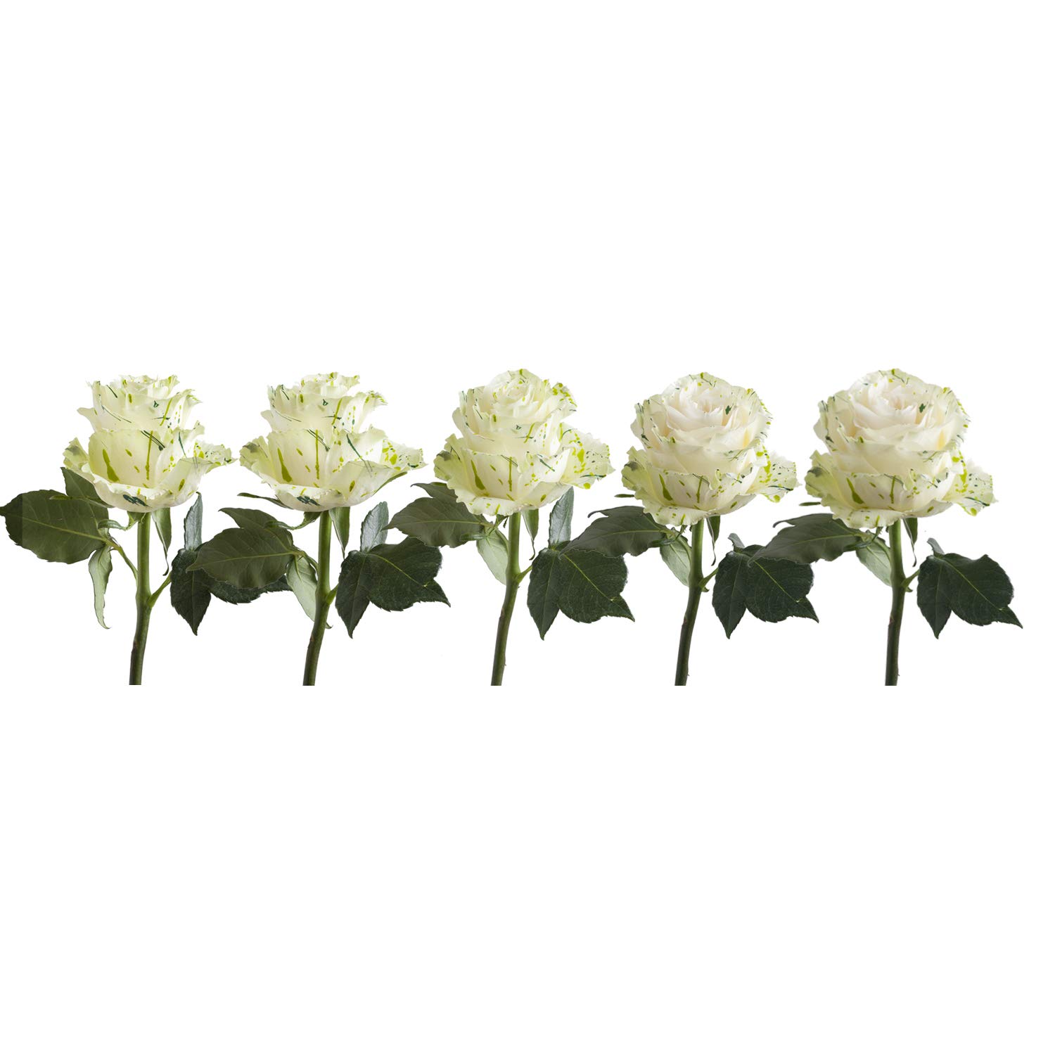 Bloomingmore Fresh Cut Clover Confetti Painted Roses - 125 Stems (20 inches) | Premium Wedding Bouquets, DIY Floral Arrangements, Party Centerpieces & Home Decor | Perfect for Weddings, Anniversaries, Housewarming Gifts & Teacher Appreciation