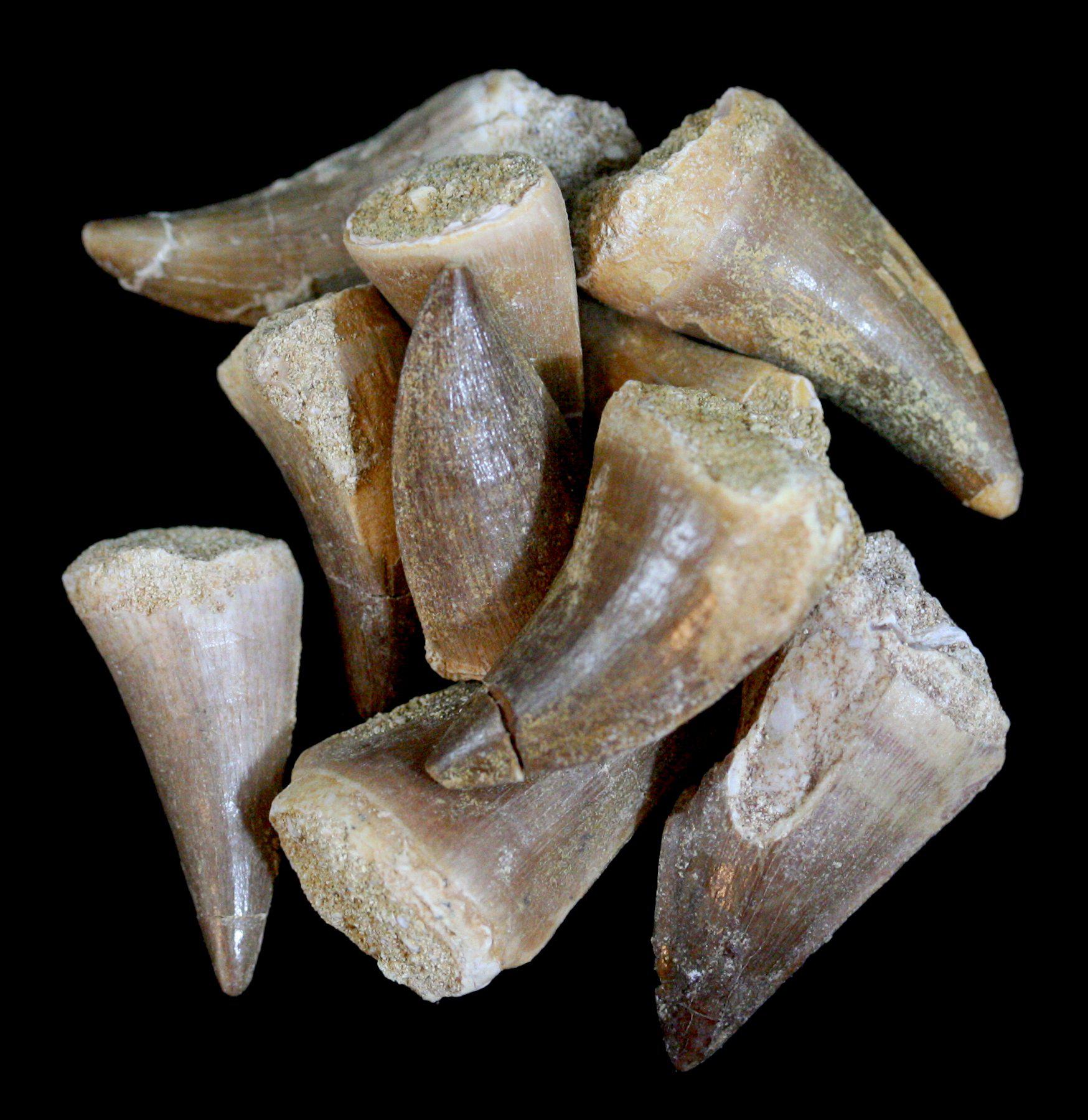 Authentic Mosasaur Fossil Tooth - Genuine Prehistoric Dinosaur Tooth for Collectors & Paleontology Enthusiasts - Perfect for Display, Education & Gift Giving