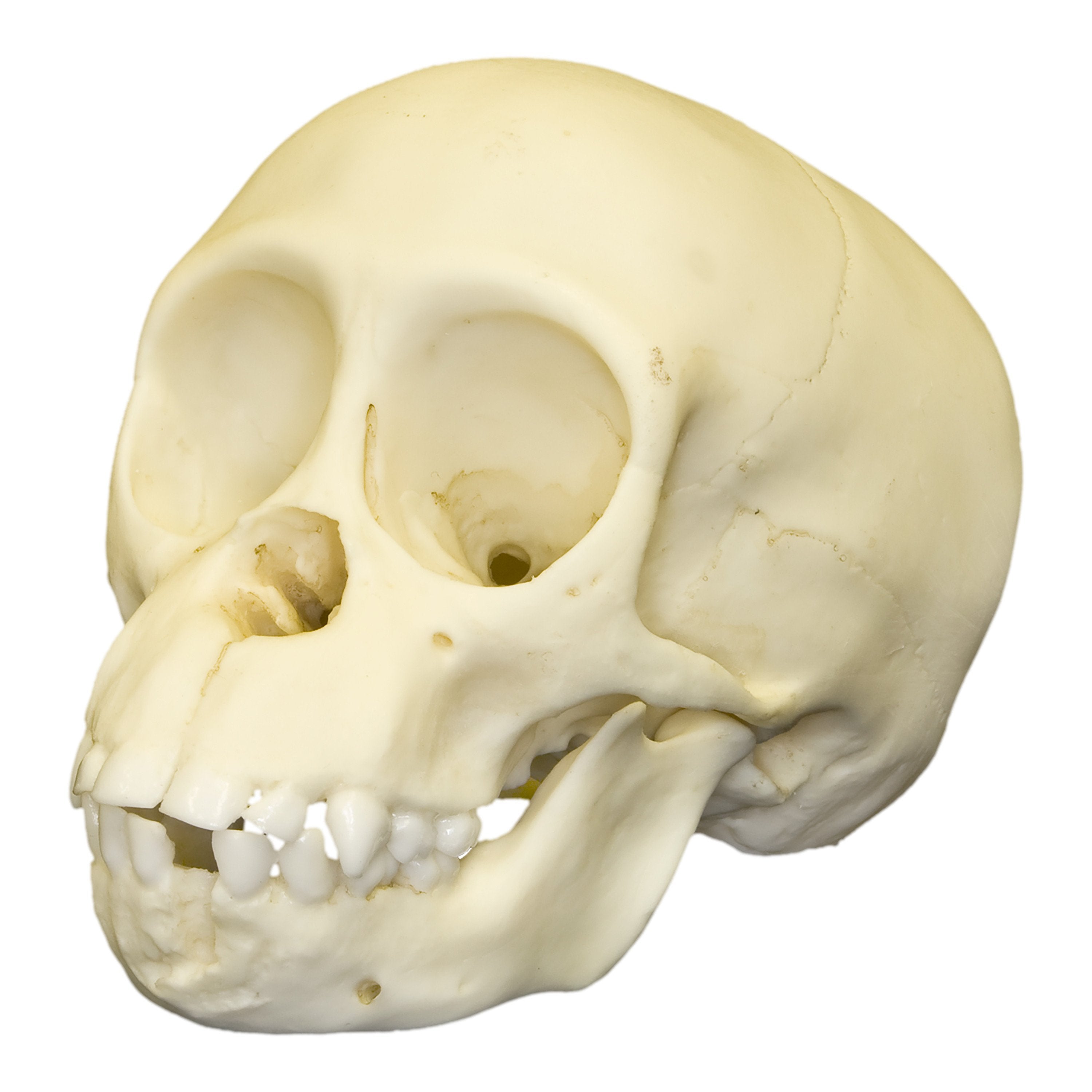 Authentic Replica Chimpanzee Infant Skull - High-Quality Primate Skull Model for Science Education, Anthropology Studies & Museum Displays - Perfect for Classroom, Research & Collectors