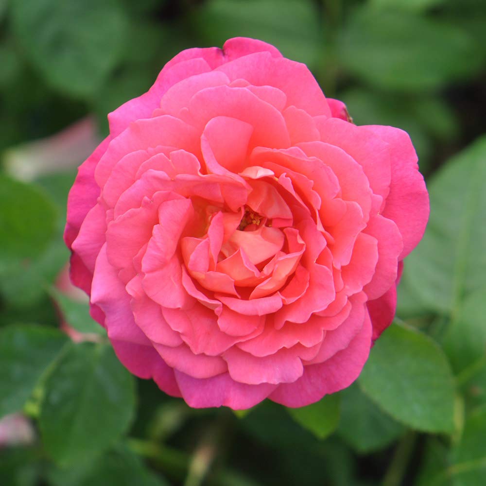 Heirloom Roses - Star of The Nile™ Pink Rose Bush | Live Outdoor Shrub Plant for Gardens, Landscaping & Patio Decor