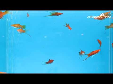 Simpsons' Lyretail Red Swordtail Fish (Xiphophorus Helleri) - Vibrant Freshwater Aquarium Fish for Home & Office Tanks