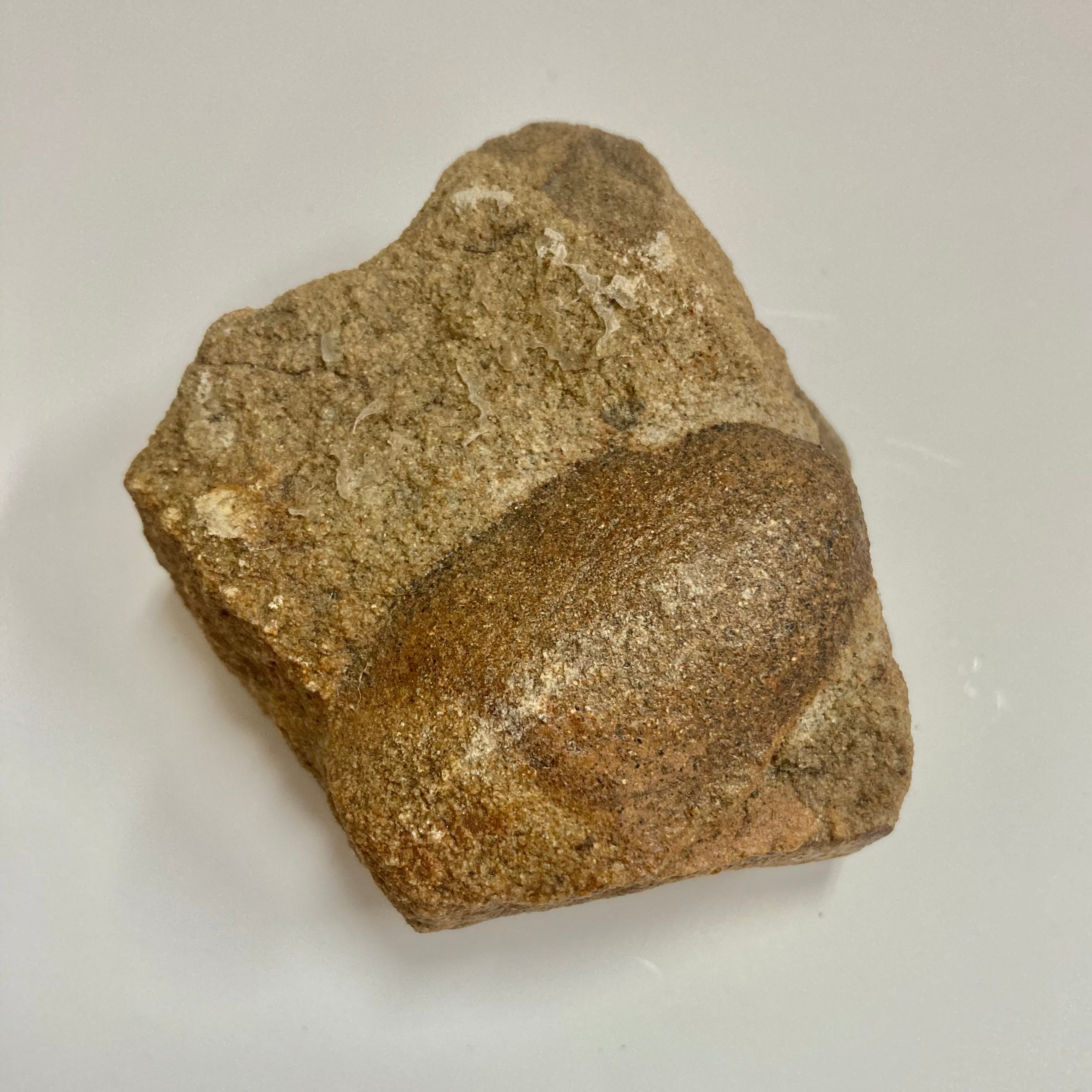 Trigonocarpus sp. Fossil Seeds for Sale - Rare Prehistoric Plant Seeds Collection - Perfect for Paleontology Enthusiasts, Educational Displays & Unique Home Decor