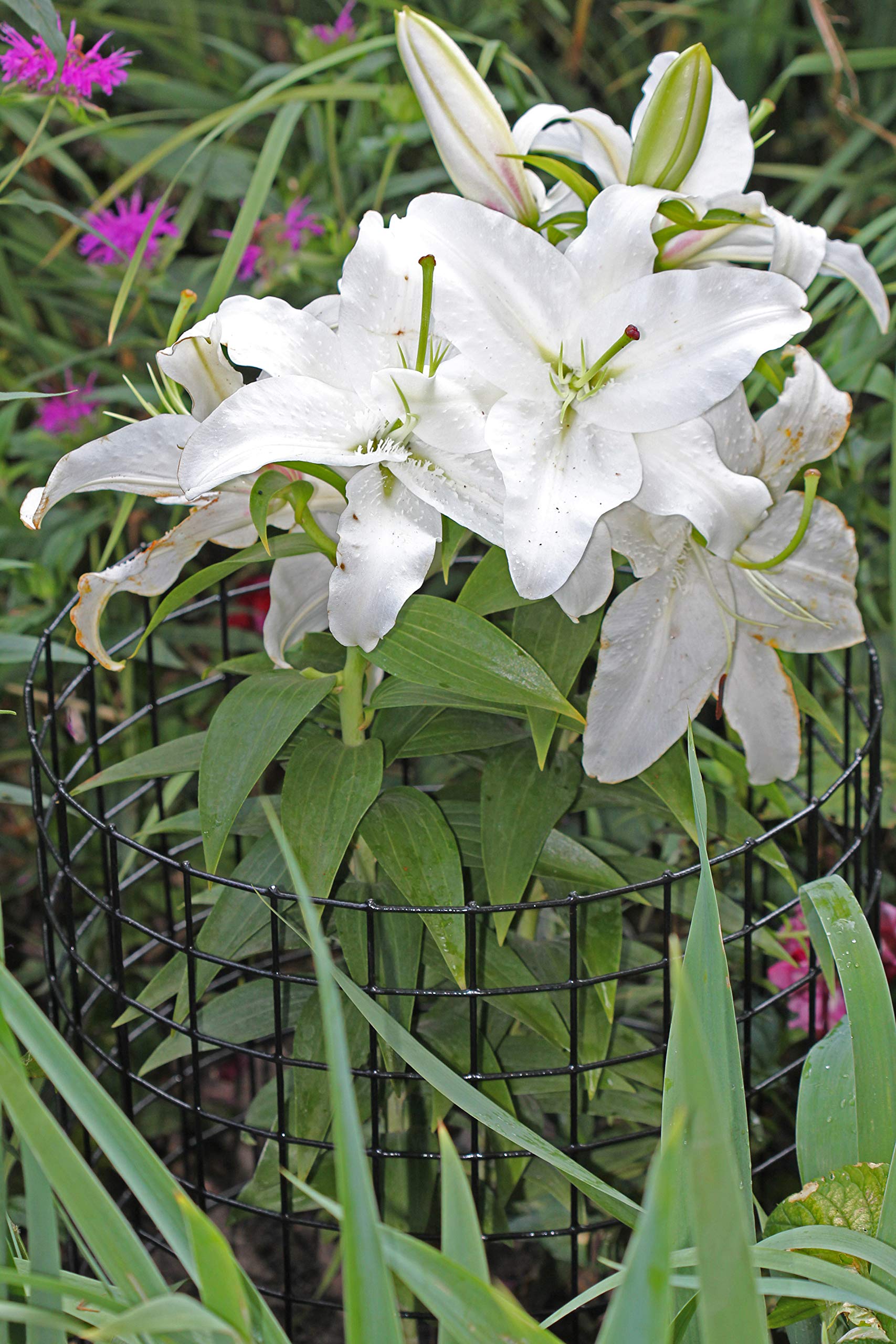 Erva Bunny Barricade Plant Protector Cage (5 Pack) - Durable Garden Plant Cages for Outdoor Use - Protect Plants from Rabbits, Deer & Pests - Made in USA - Ideal for Vegetable Gardens, Flower Beds & Backyard Landscaping