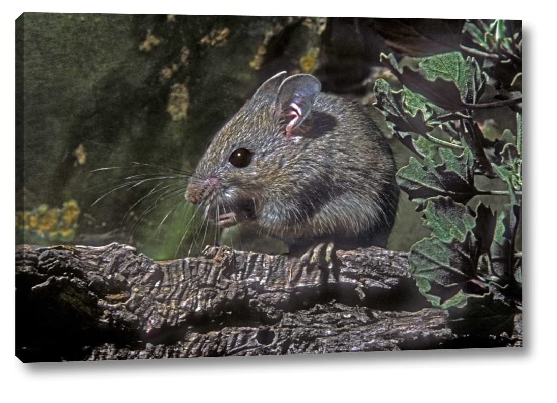 Texas Wildlife Art - McAllen Wild Deer Mouse Eating on Log by Dave Welling - 20x30 Inch Canvas Print - Gallery Wrapped Ready to Hang - Perfect for Living Room, Office or Cabin Decor