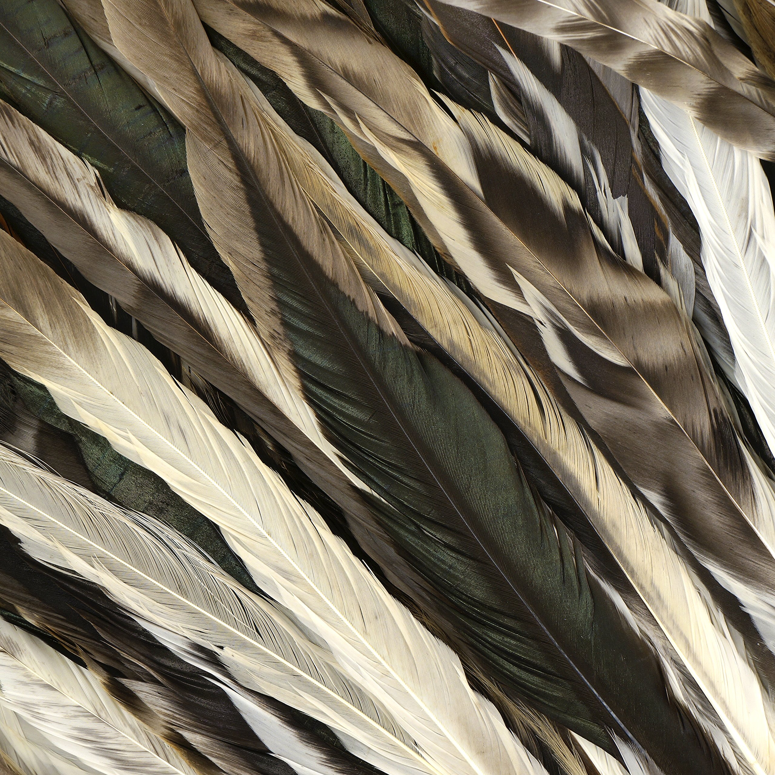 Natural Rooster Hackle Feathers for Fly Tying - 13-16