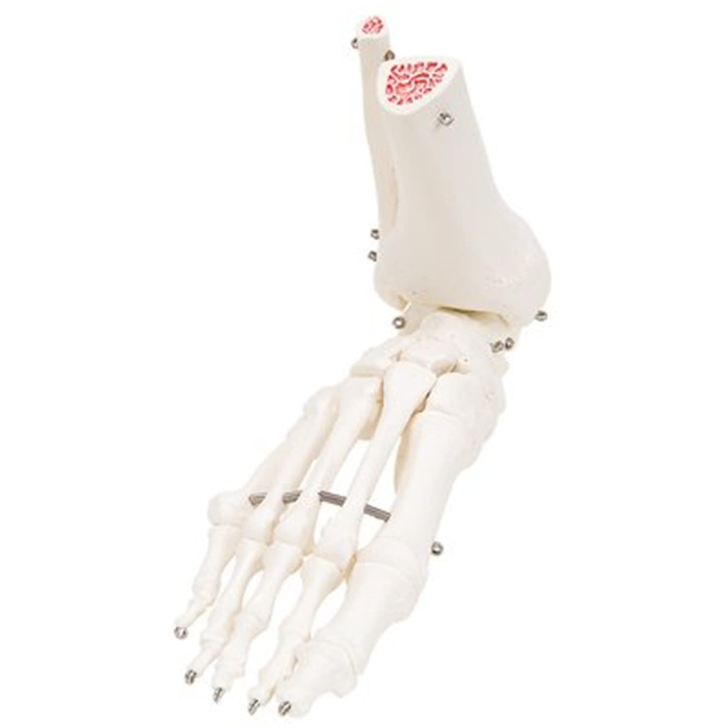 High-Quality Anatomical Leg Skeleton Model with Hip - Right Side - Perfect for Medical Education, Classroom Demonstrations & Physical Therapy Training