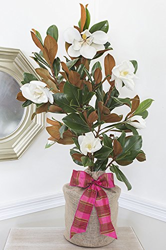Southern Magnolia Birthday Gift Tree - Fragrant Flowering Tree for Outdoor Gardens, Landscaping & Special Occasions | Perfect Anniversary, Mother's Day & Housewarming Gift
