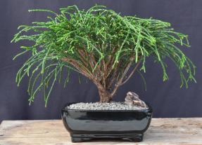 Western Red Cedar Bonsai Tree (Thuja plicata 'Whipcord') - Unique Dwarf Evergreen for Home Decor, Office Zen Garden & Japanese Bonsai Collection