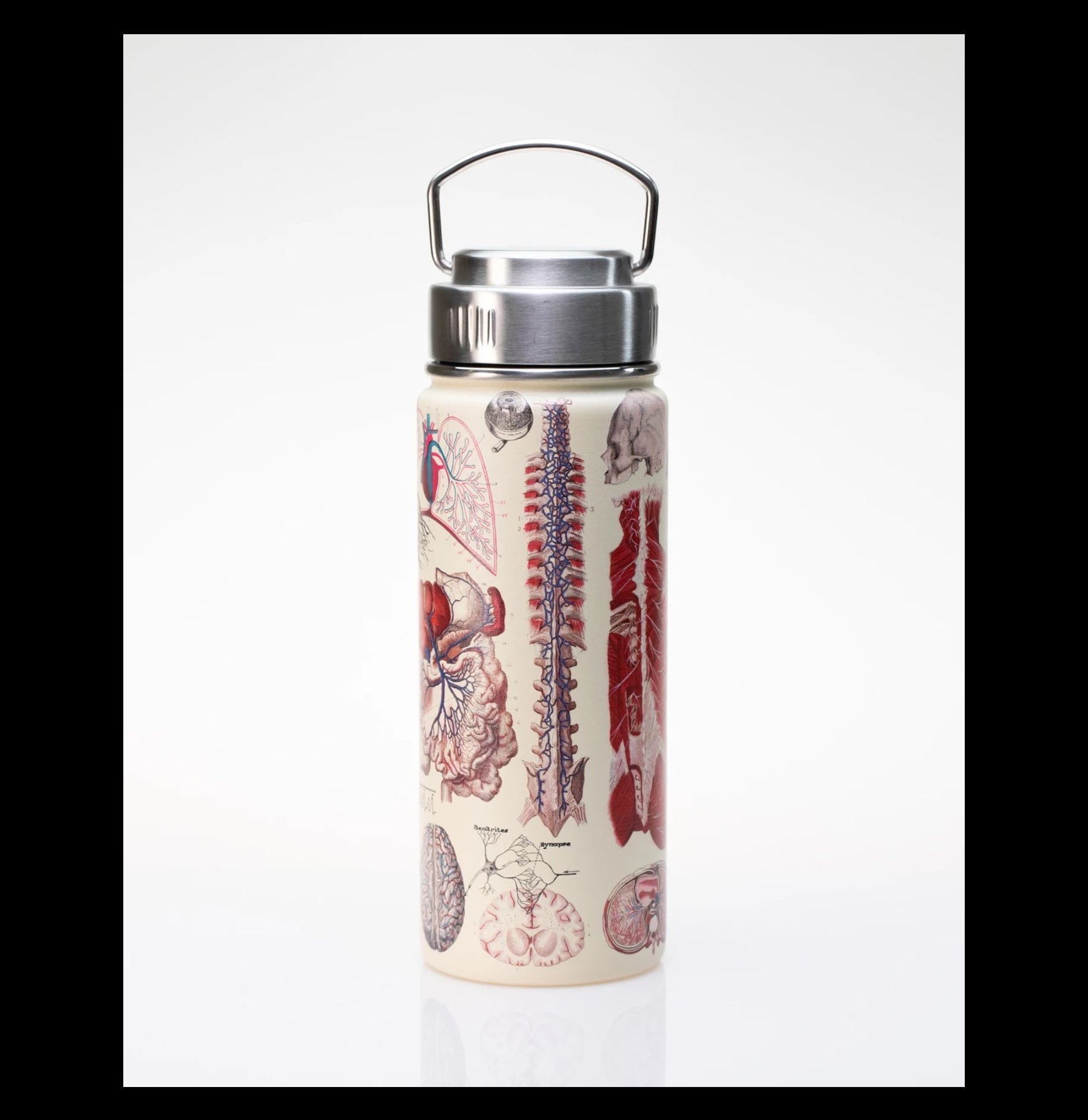 Premium Stainless Steel Vacuum Insulated Anatomy Flask - Double Wall Thermal Design for Hot & Cold Beverages - Ideal for Lab, School, Science Class & Outdoor Activities
