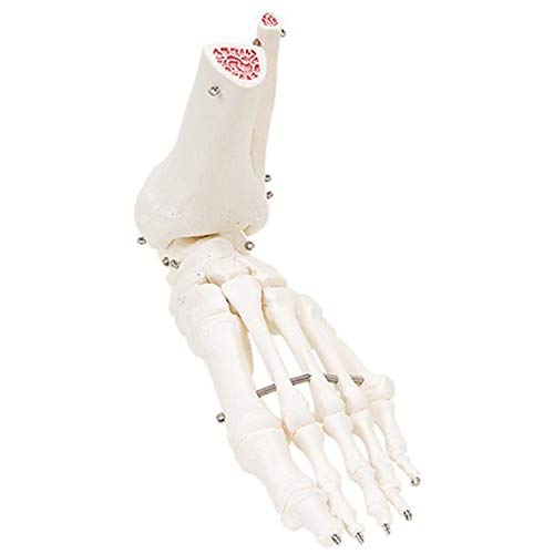 Fabrication Enterprises Anatomical Foot Skeleton Model with Loose Bones & Ankle (Wire Mounted) - Perfect for Medical Education, Classroom Demonstrations & Anatomy Studies
