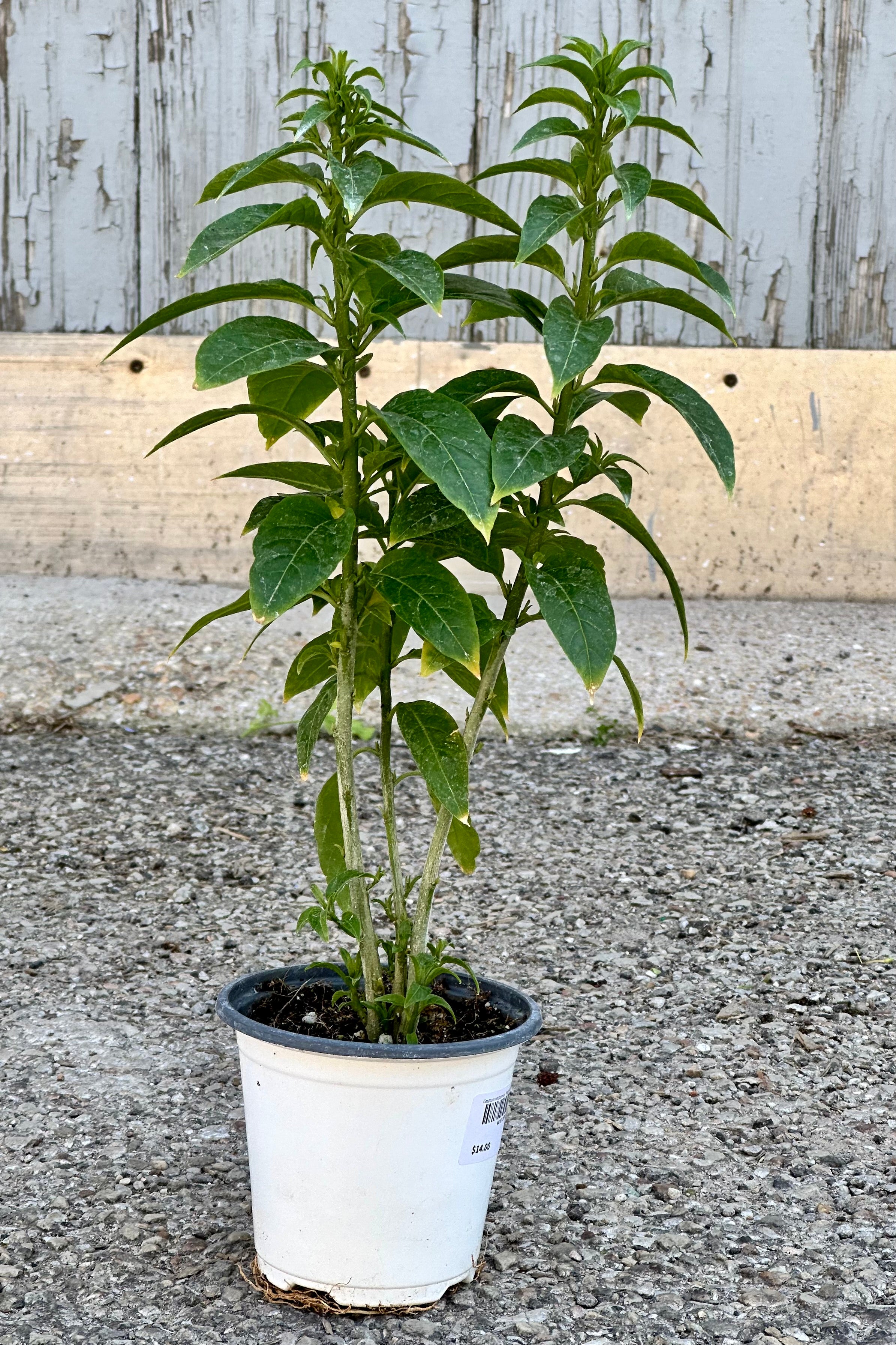 Night Blooming Jasmine (Cestrum Nocturnum) - Fragrant 4.5