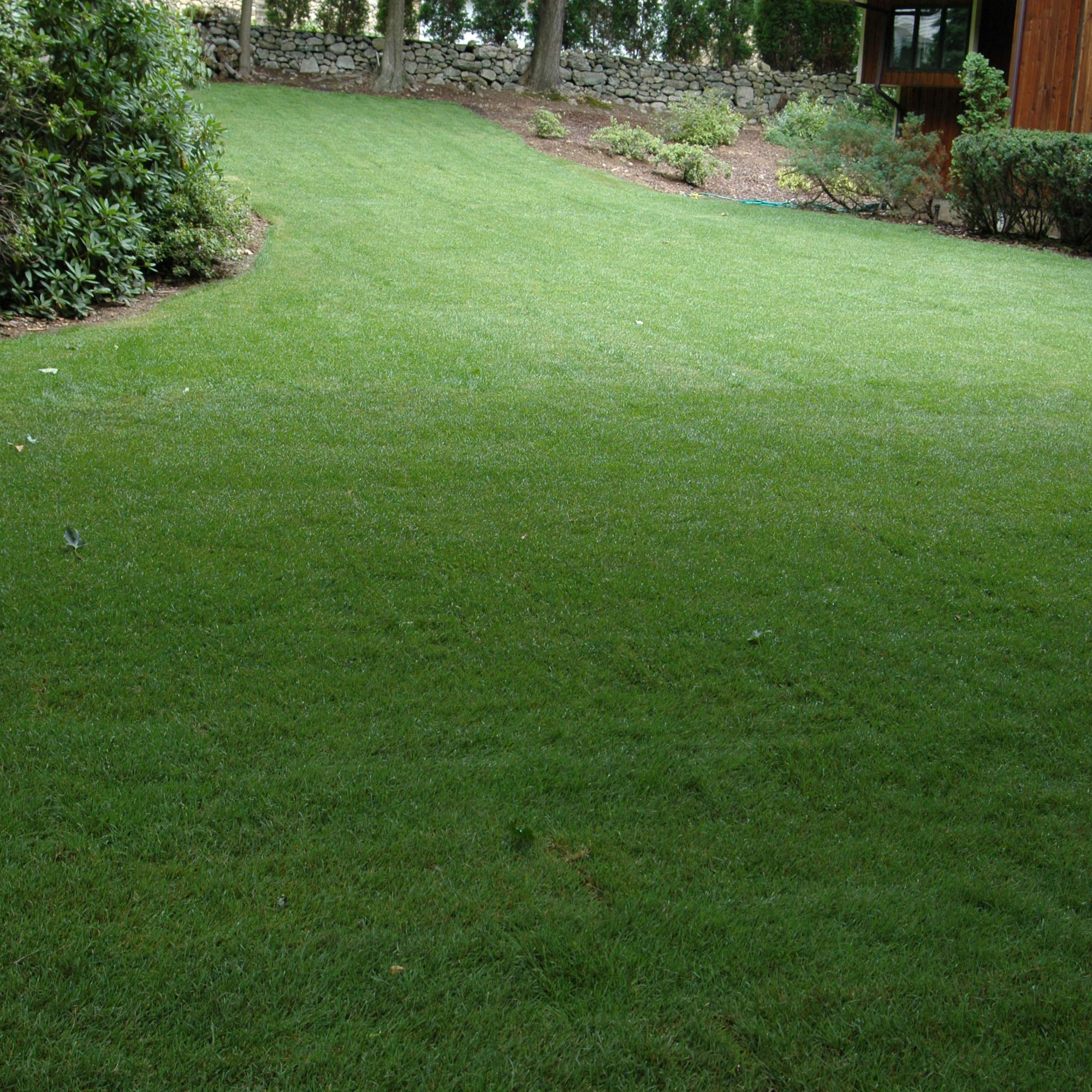 Outsidepride SPF-30 Hybrid Bluegrass Seeds - 50 lbs | Heat & Drought Resistant Lawn Seed Mix | Texas Bluegrass & Kentucky Bluegrass Blend | OptiGrowth Coated for Fast Germination | Ideal for Challenging Climates, Golf Courses & High-Traffic Lawns