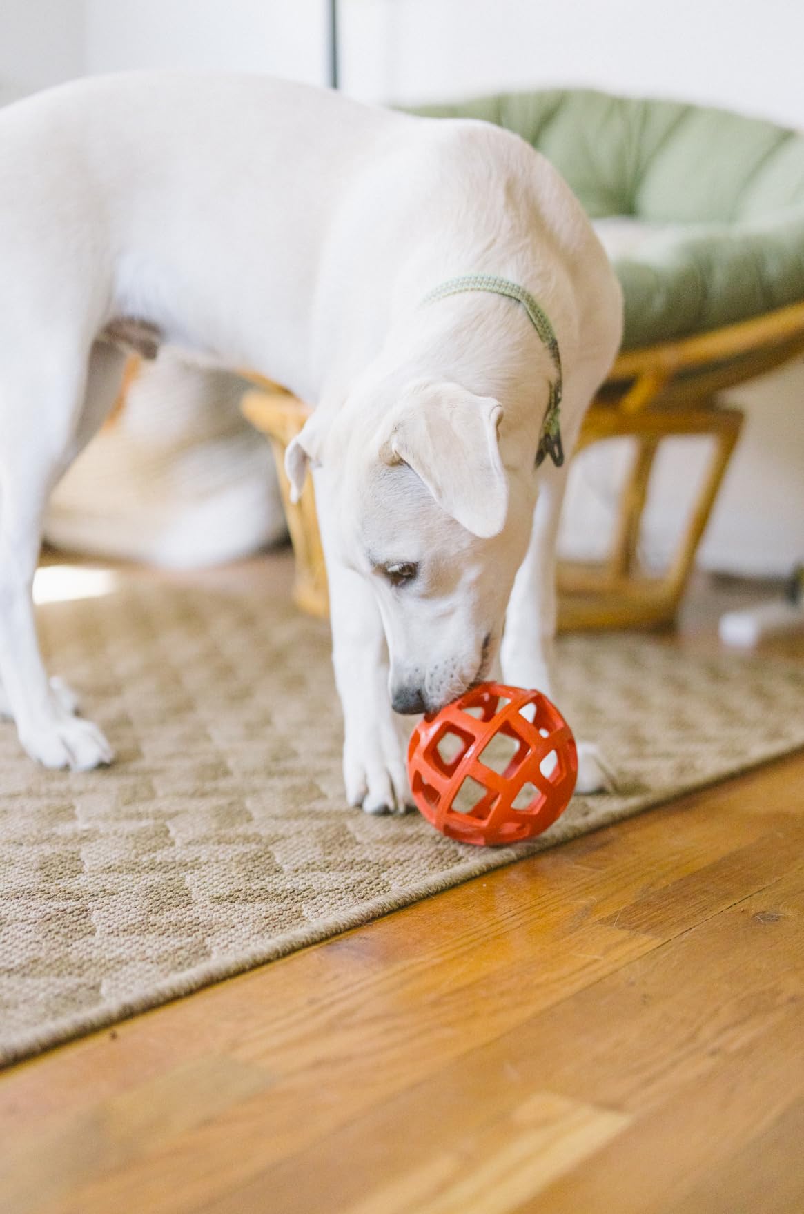 OllyDog Waffle Ball - Natural Rubber Roller Dog Toy for Small, Medium & Large Dogs (Fiesta) - Interactive Play & Chew Toy for Indoor & Outdoor Fun