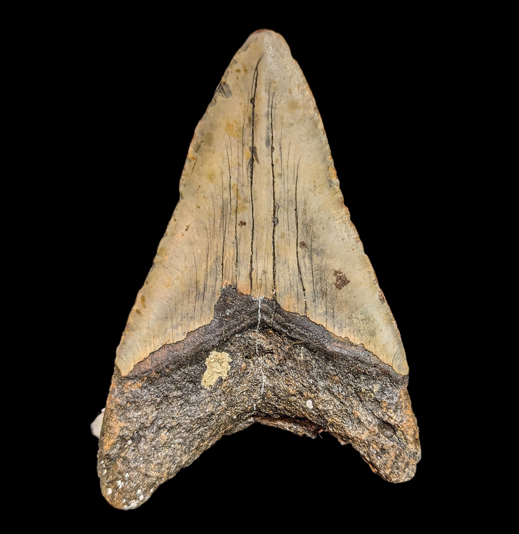 Authentic Megalodon Shark Tooth with Natural Coral Specimen - Fossil Collection #33 | Perfect for Home Decor, Science Education & Paleontology Gifts