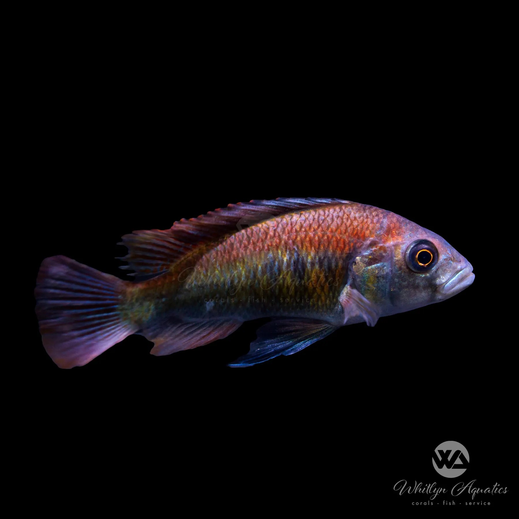 Haplochromis Flameback Cichlid - Live Tropical Fish for Aquarium | African Cichlid Species for Freshwater Fish Tanks