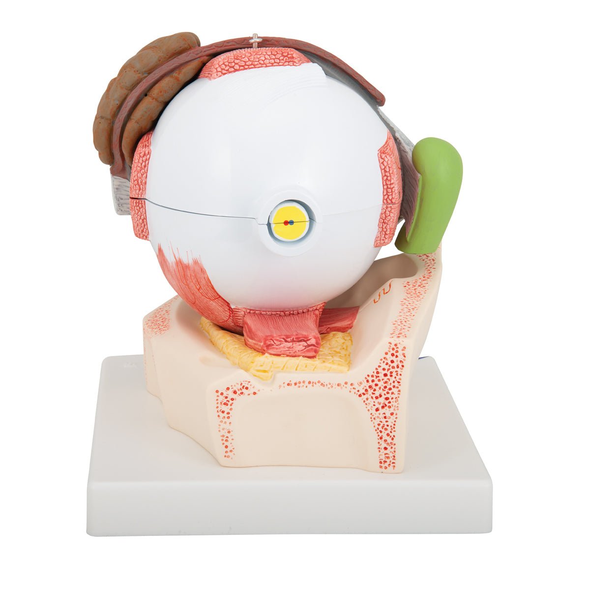 Giant Human Eye Anatomy Model - 5X Life Size, 8-Part Detachable for Medical Student Study & Classroom Demonstration | Perfect for Biology Labs, Science Education & Healthcare Training